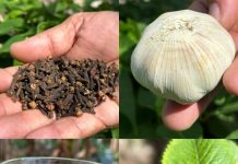 Clean Your Veins and Improve Circulation Naturally – No Pills Needed!