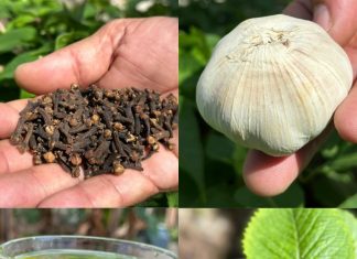 Clean Your Veins and Improve Circulation Naturally – No Pills Needed!