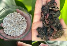 The Drink That Cures All Diseases, Including Diabetes, Poor Circulation, Fatty Liver, Colon Issues, Pancreas Problems, Cancer, and More