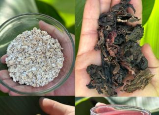 The Drink That Cures All Diseases, Including Diabetes, Poor Circulation, Fatty Liver, Colon Issues, Pancreas Problems, Cancer, and More