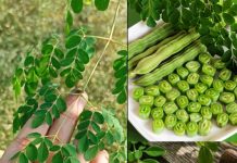 The Miracle Tree: Exploring the 10 Health Benefits of Moringa and How to Use It