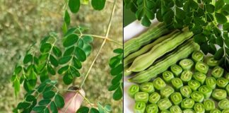 The Miracle Tree: Exploring the 10 Health Benefits of Moringa and How to Use It