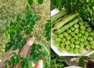 The Miracle Tree: Exploring the 10 Health Benefits of Moringa and How to Use It