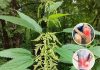 Nettle: The Natural Super Remedy for 20 Common Health Issues
