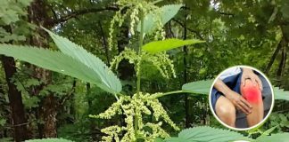 Nettle: The Natural Super Remedy for 20 Common Health Issues