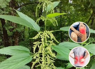 Nettle: The Natural Super Remedy for 20 Common Health Issues