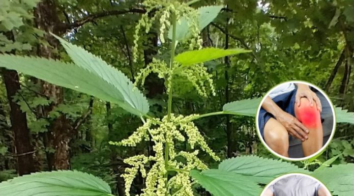 Nettle: The Natural Super Remedy for 20 Common Health Issues