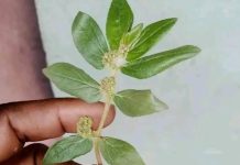 Benefits of Greater Milkweed (Euphorbia hirta) for People with Diabetes, Liver, Kidney, and Cancer