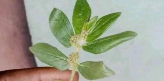 Benefits of Greater Milkweed (Euphorbia hirta) for People with Diabetes, Liver, Kidney, and Cancer