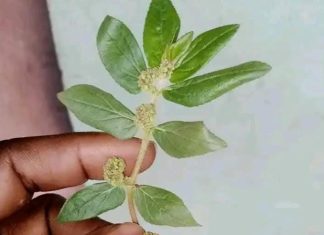 Benefits of Greater Milkweed (Euphorbia hirta) for People with Diabetes, Liver, Kidney, and Cancer