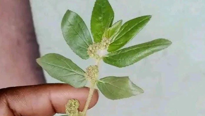Benefits of Greater Milkweed (Euphorbia hirta) for People with Diabetes, Liver, Kidney, and Cancer
