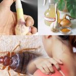 The Ultimate Housewife’s Guide to Banishing Bed Bugs for Good