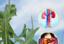 Lactuca Serriola: The Hidden Power of Prickly Lettuce Growing Everywhere