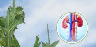 Lactuca Serriola: The Hidden Power of Prickly Lettuce Growing Everywhere