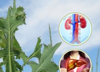 Lactuca Serriola: The Hidden Power of Prickly Lettuce Growing Everywhere