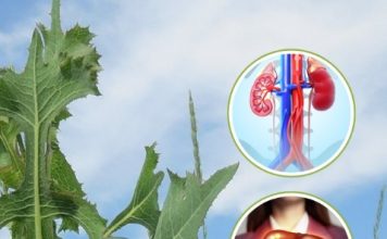 Lactuca Serriola: The Hidden Power of Prickly Lettuce Growing Everywhere