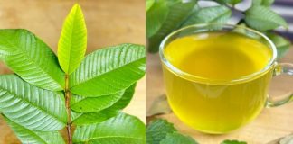 The Healing Power of Nature: A Natural Remedy for Diabetes, Poor Circulation, Fatty Liver, High Blood Pressure, and Cancer