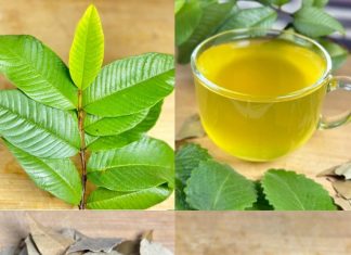 The Healing Power of Nature: A Natural Remedy for Diabetes, Poor Circulation, Fatty Liver, High Blood Pressure, and Cancer