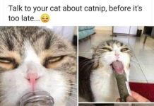 Most Cats Are Psychopaths According to New Research