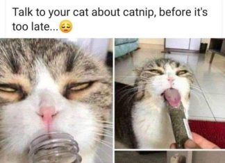 Most Cats Are Psychopaths According to New Research