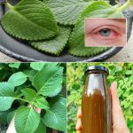 The Miracle Herb for Vision: A Natural Solution for Cataracts and Eye Health
