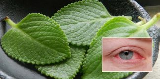 The Miracle Herb for Vision: A Natural Solution for Cataracts and Eye Health