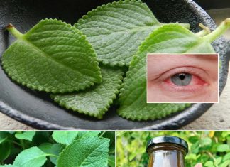The Miracle Herb for Vision: A Natural Solution for Cataracts and Eye Health