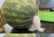 If Your Watermelon Starts to Look Like This, Get Rid of It Immediately