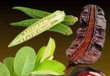 Guava Leaf, Aidan Fruit, and Okra: A Natural Boost for Ovulation