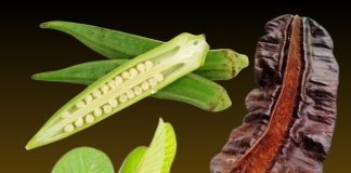 Guava Leaf, Aidan Fruit, and Okra: A Natural Boost for Ovulation