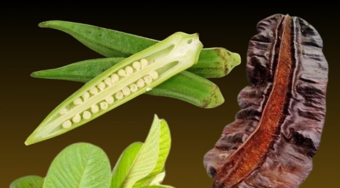 Guava Leaf, Aidan Fruit, and Okra: A Natural Boost for Ovulation