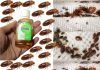 How to Get Rid of Bed Bugs in 2 Minutes