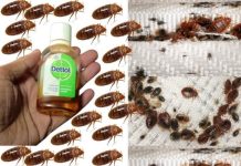 How to Get Rid of Bed Bugs in 2 Minutes