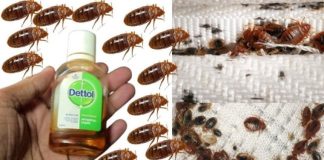 How to Get Rid of Bed Bugs in 2 Minutes