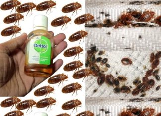 How to Get Rid of Bed Bugs in 2 Minutes