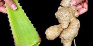 Unleash the Power of Ginger and Aloe Vera: A Natural Antibacterial Dynamo