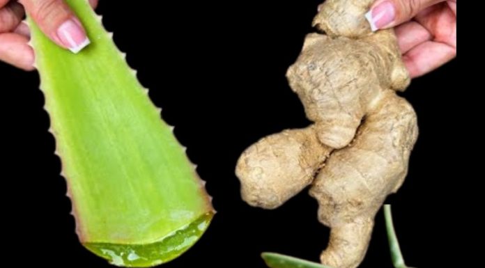 Unleash the Power of Ginger and Aloe Vera: A Natural Antibacterial Dynamo