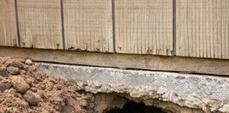 Something Is Digging a Huge Tunnel Under My Garden Shed — What Should I Do?