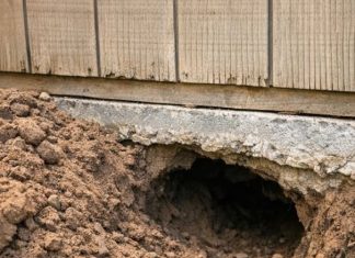 Something Is Digging a Huge Tunnel Under My Garden Shed — What Should I Do?