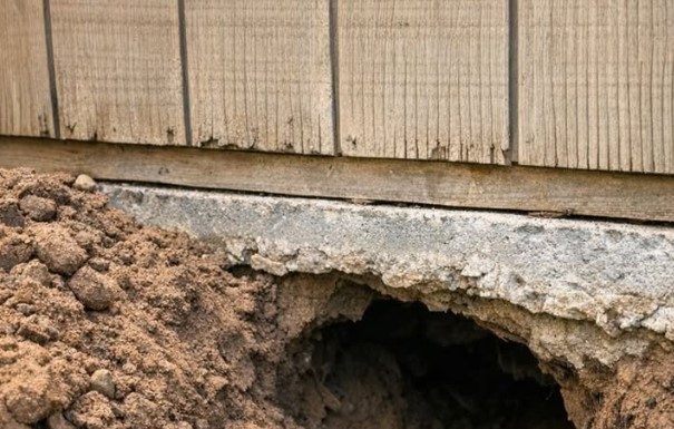Something Is Digging a Huge Tunnel Under My Garden Shed — What Should I Do?