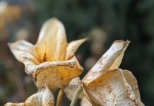 The first sign of magnesium deficiency is…