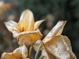 The first sign of magnesium deficiency is…