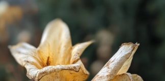 The first sign of magnesium deficiency is…