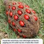 Found this weird fuzzy cone with bright red berries popping out of it under my tree. It looks like a hand grenade or something alien. Does anyone know what this is?