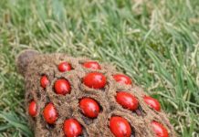 Found this weird fuzzy cone with bright red berries popping out of it under my tree. It looks like a hand grenade or something alien. Does anyone know what this is?