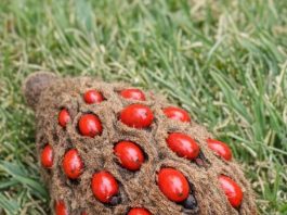 Found this weird fuzzy cone with bright red berries popping out of it under my tree. It looks like a hand grenade or something alien. Does anyone know what this is?