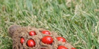 Found this weird fuzzy cone with bright red berries popping out of it under my tree. It looks like a hand grenade or something alien. Does anyone know what this is?