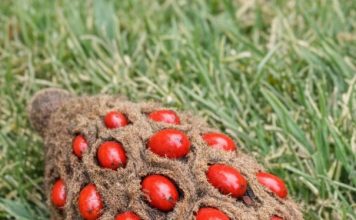 Found this weird fuzzy cone with bright red berries popping out of it under my tree. It looks like a hand grenade or something alien. Does anyone know what this is?