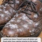 I pulled out shoes I haven’t worn all winter and found white fuzzy patches growing on the leather. What is this?