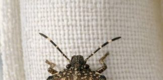 Found this weird shield-shaped bug crawling on my curtains in the middle of winter. It moves really slowly and has a speckled brown back. Is this going to bite or infest my house?